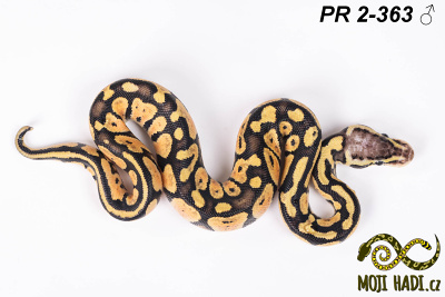 hadi na prodej, mládě, český chov hadů, odchov hadů, mojihadi.cz, Python regius, ballpython, krajta královská, Pastel, poss het Orange Ghost